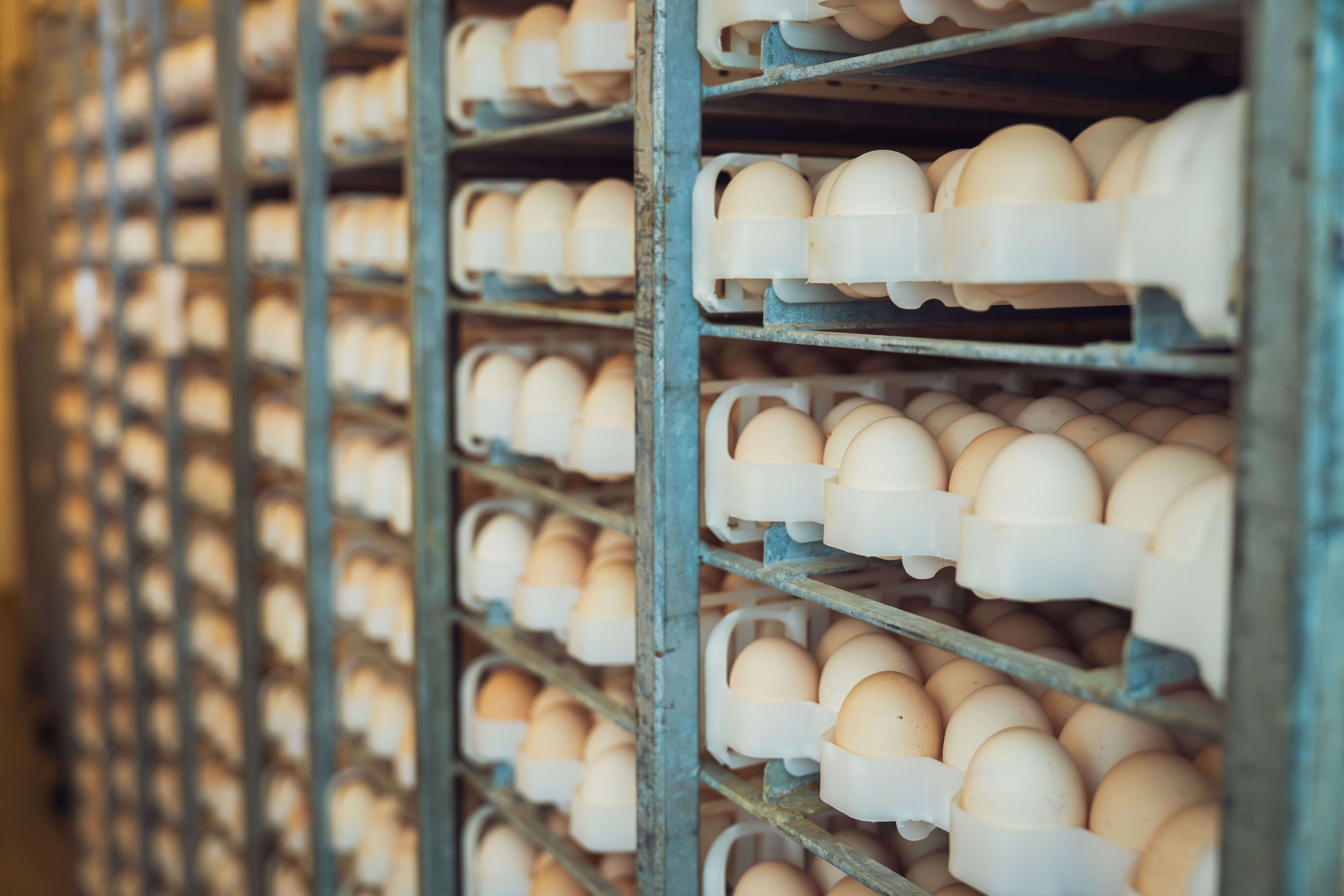 Commercial Layer Production