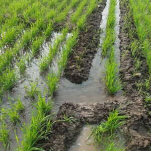 Irrigation & Water Management