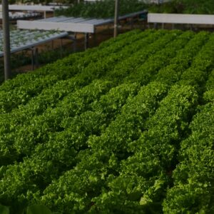 Organic Agriculture & Agri-Ecotourism