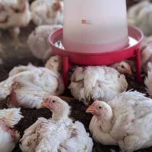 Poultry Broiler Production