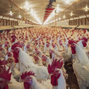 Poultry Environmental Management