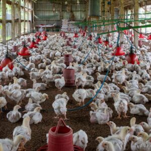 Poultry Health & Biosecurity
