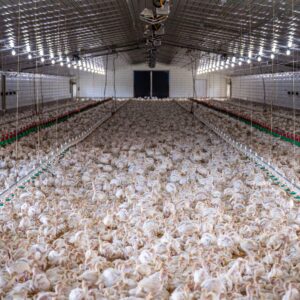 Poultry Parent Stock Production