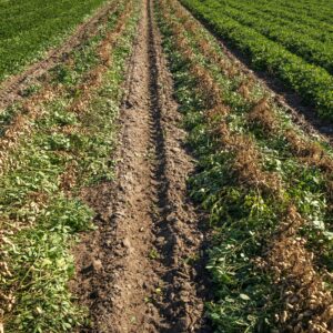 Sustainable Crop Production